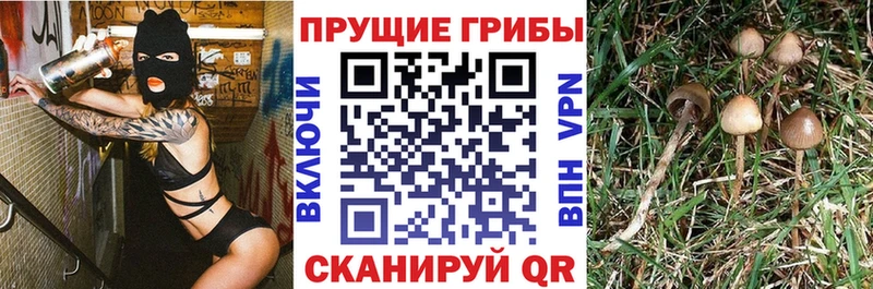 Галлюциногенные грибы GOLDEN TEACHER Торжок